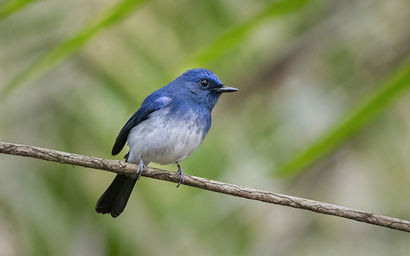 Hainan Blue Flycatcher (Cyornis hainanus) at Cat Tien Bird Hides - Southern Vietnam. Photo by: Phuc Le - Vietnam Bird Photography Tours - Vietbirdphototours.com